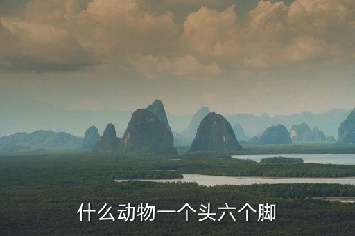 頭足類動物，什么東西有頭有腳