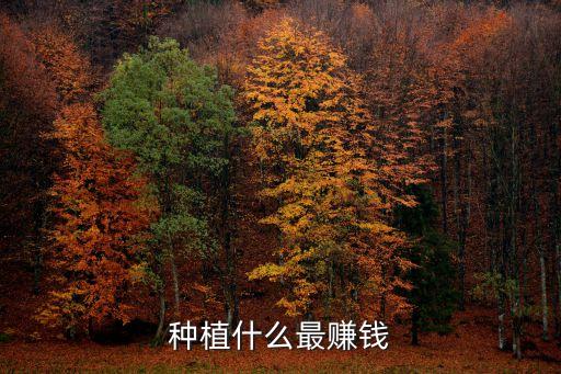 種植賺錢，種植什么賺錢