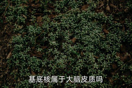 基底核屬于大腦皮質嗎