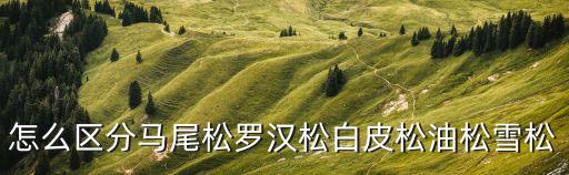怎么區分馬尾松羅漢松白皮松油松雪松