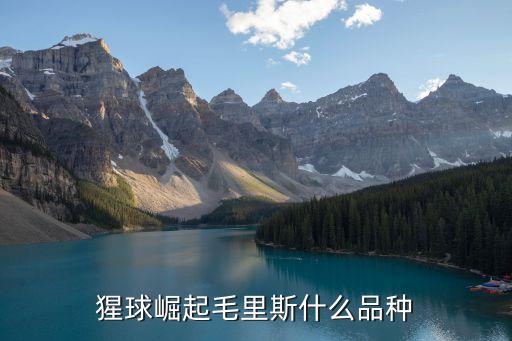 毛里斯，猩球崛起毛里斯什么品種