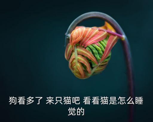 廣州貓咪正經睡姿圖片，貓咪銷魂睡姿14式你家那只是什么式