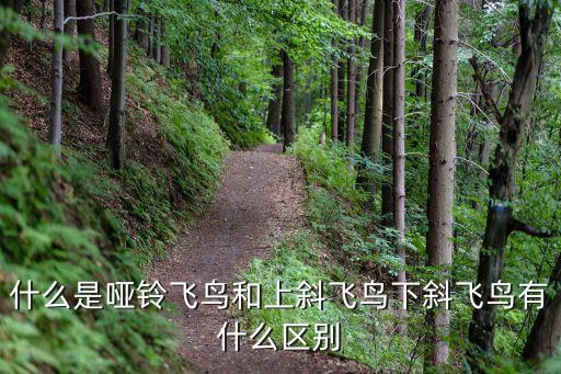 平板啞鈴飛鳥，什么是啞鈴飛鳥和上斜飛鳥下斜飛鳥有什么區別