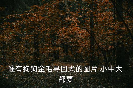 誰有狗狗金毛尋回犬的圖片 小中大 都要