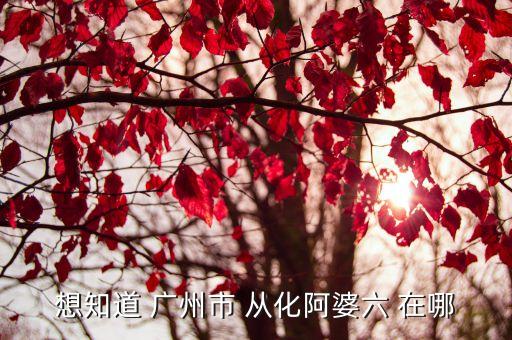 廣州疫苗阿婆，想知道 廣州市 從化阿婆六 在哪