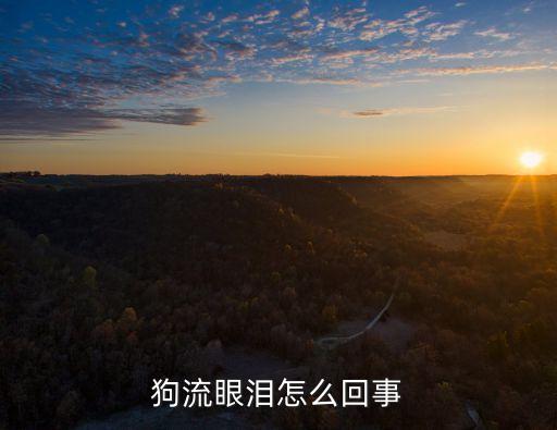 狗流眼淚，狗流眼淚怎么回事