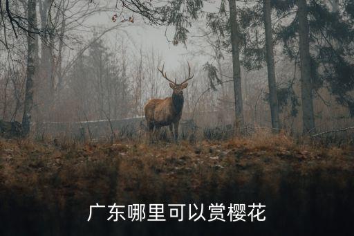 廣東哪里可以賞櫻花