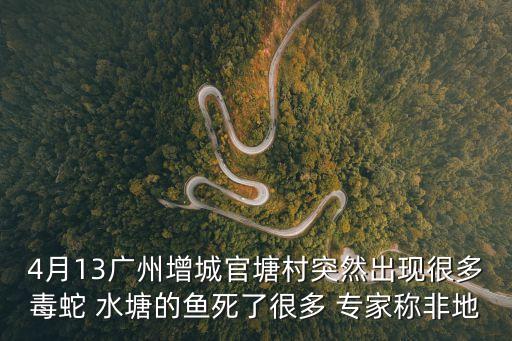 4月13廣州增城官塘村突然出現很多毒蛇 水塘的魚死了很多 專家稱非地