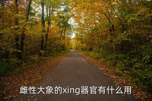 雌性大象的xing器官有什么用