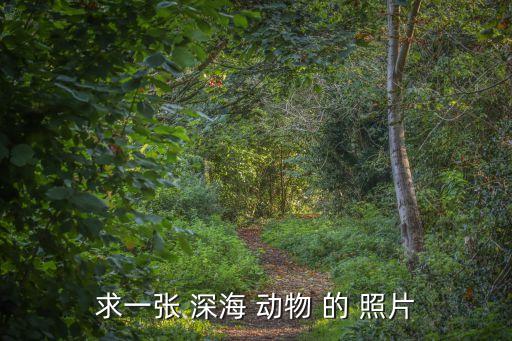 海洋生物圖片，圖這是什么生物海里的