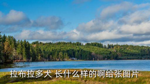 拉布拉多犬 長(zhǎng)什么樣的啊給張圖片