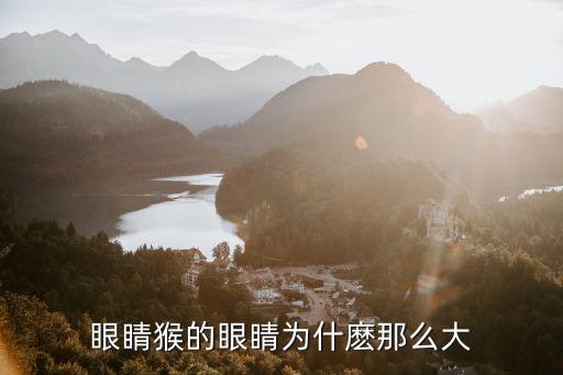 眼睛猴，一種大眼的猴子的名字