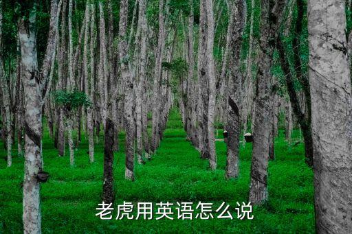 老虎單詞，老虎用英語(yǔ)怎么說(shuō)