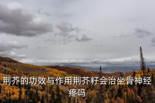 荊芥的功效與作用，荊芥的功效與作用荊芥籽會(huì)治坐骨神經(jīng)疼嗎