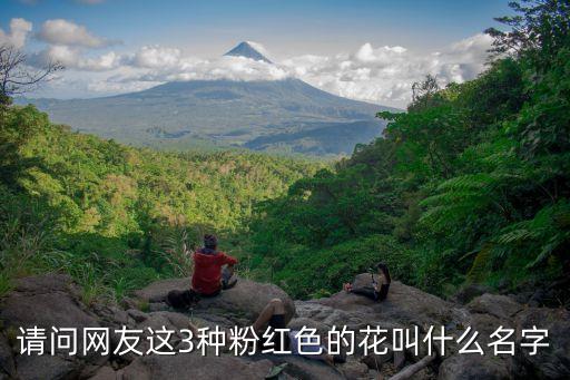 粉紅花，請(qǐng)問(wèn)網(wǎng)友這3種粉紅色的花叫什么名字