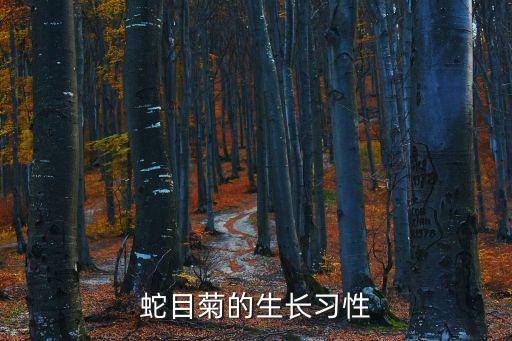 蛇目菊，蛇目菊的花瓣顏色