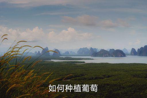 葡萄怎么種植，如何種植葡萄