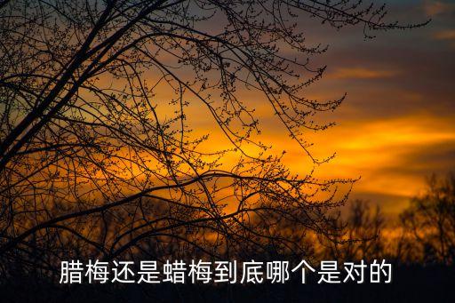 臘梅還是蠟梅到底哪個是對的