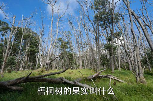 梧桐樹果實，梧桐樹的果實叫什么