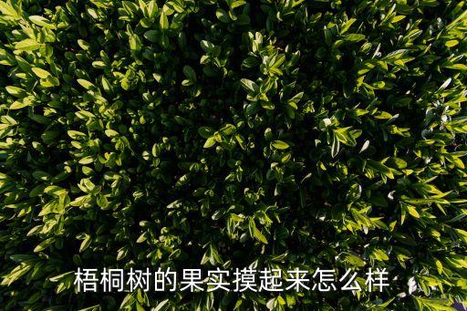 梧桐樹的果實摸起來怎么樣