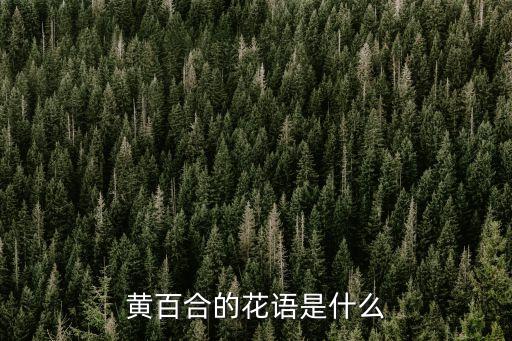 黃百合，黃色的百合花比較溫潤細膩的超大朵的叫什么百合花