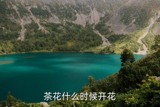茶花什么時候開花