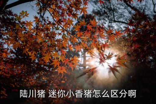 迷你小香豬，泰國迷你小香豬是不是真的長不大