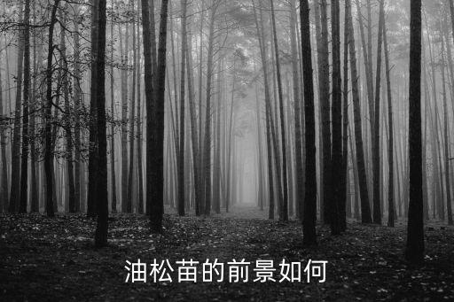 油松苗，油松苗的前景如何