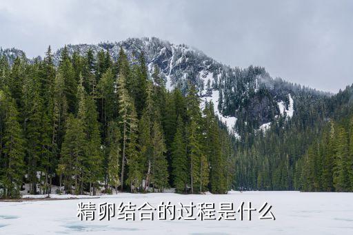 受精的過程，精卵結合的過程是什么