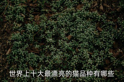 寵物貓，貓咪都有哪些品種哪種比較漂亮
