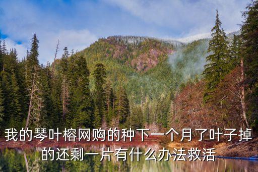 我的琴葉榕網購的種下一個月了葉子掉的還剩一片有什么辦法救活
