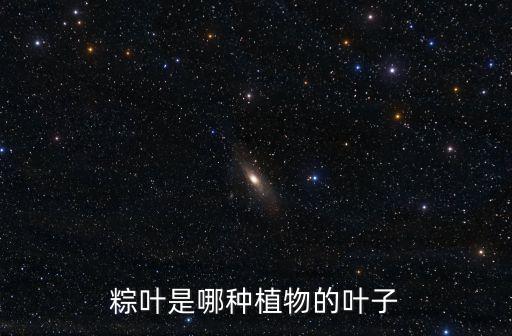 粽葉是什么植物，請問粽子包的粽葉是用哪一種植物的葉子