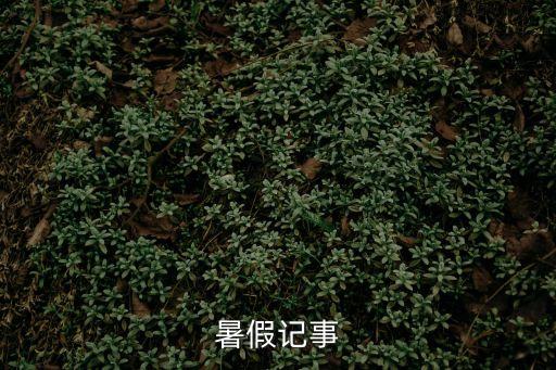暑假記事，暑假趣事作文大全