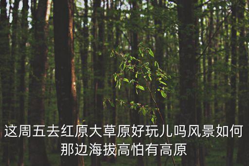 這周五去紅原大草原好玩兒嗎風景如何那邊海拔高怕有高原