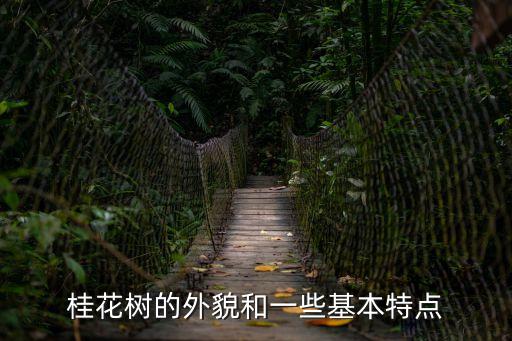 桂花樹的外貌和一些基本特點
