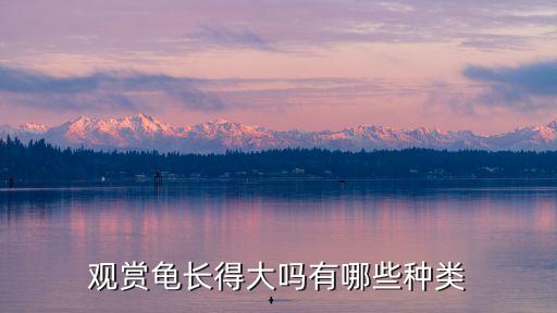 觀賞龜?shù)姆N類，中國有哪幾種觀賞龜哪種更珍稀