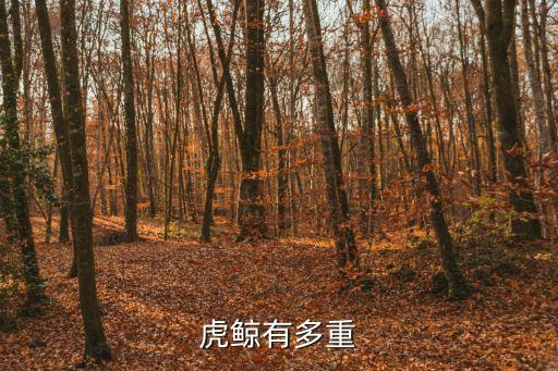 虎鯨有多大，虎鯨平均身長(zhǎng)多少米