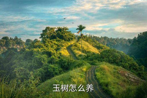 玉樹盆景，玉樹雖好養活但怎么才能養成好看的盆景
