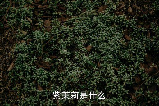 紫茉莉，紫茉莉是什么花