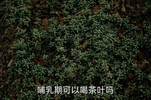 哺乳期能不能喝茶，哺乳期能喝茶嗎