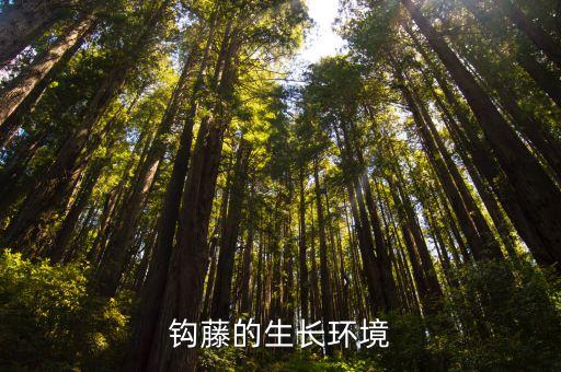 中藥鉤藤，鉤藤 怎么煎中醫(yī)進在線等