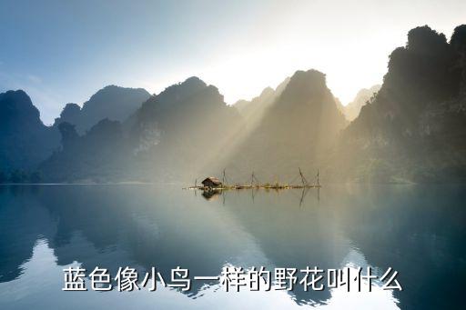 藍(lán)色像小鳥(niǎo)一樣的野花叫什么
