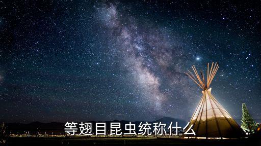 等翅目，甲殼類等翅目小黑蟲