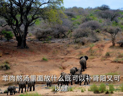 羊肉熬湯里面放什么既可以補腎陽又可以健