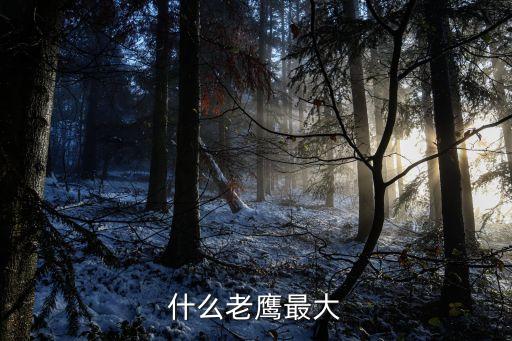 康多兀鷲，世界上最大的猛禽是什么鳥