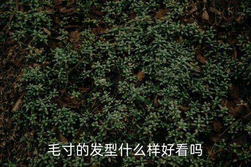 毛寸頭，介紹一下毛寸