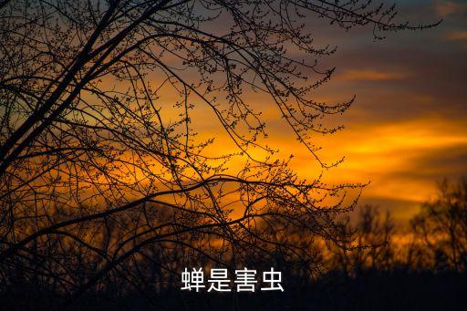 蟬蟲，蟬蟲是一種什么蟲呀