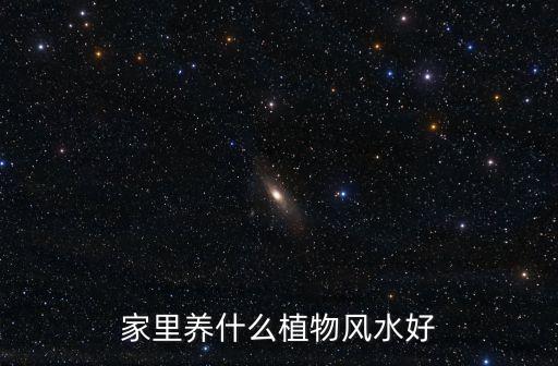 家里養什么植物風水好