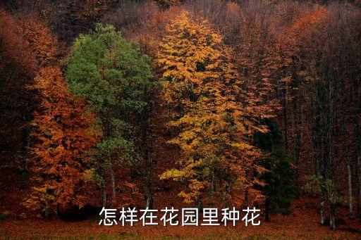 花園種花消消看，怎樣在花園里種花