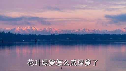 花葉綠蘿，花葉綠蘿的生長習性